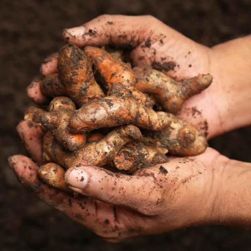 Lakadong Turmeric Powder